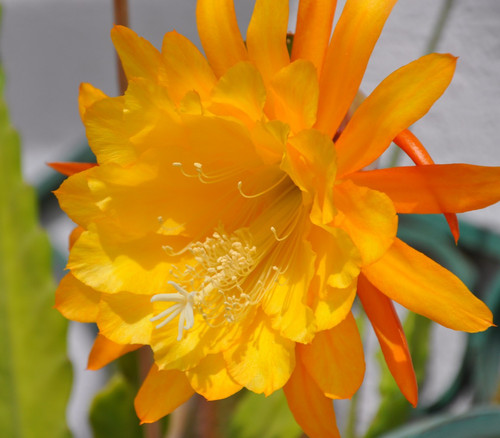 Epiphyllum hybride - epiphyllum,