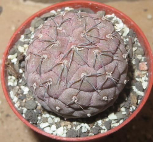 Tephrocactus geometricus