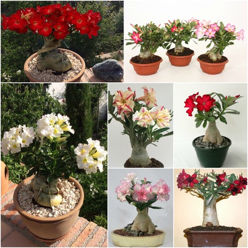 Adenium obesum wüstenrose - obesum,