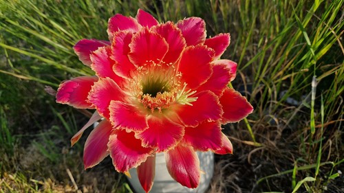 Echinopsis-Trichocereus-Hybrid