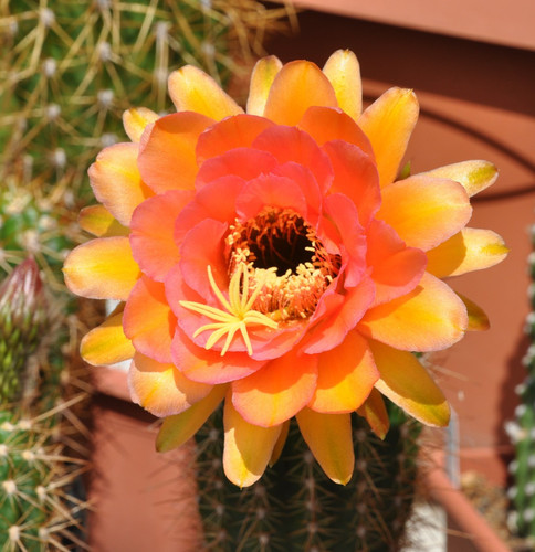 Trichocereus hybride kakteen - trichocereus-hybride,,