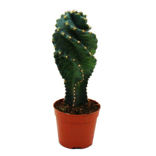 Cereus jamacaru spiralis - jamacaru,