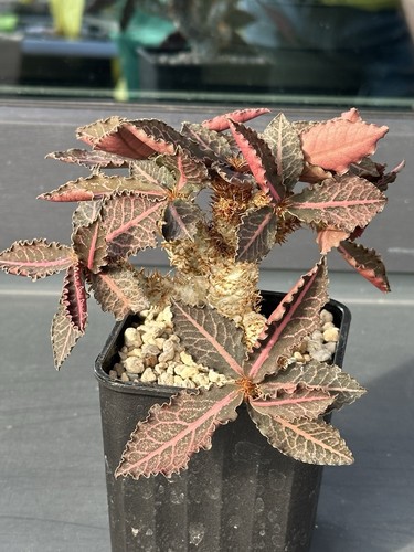 Euphorbia francoisii hybrid - euphorbia,