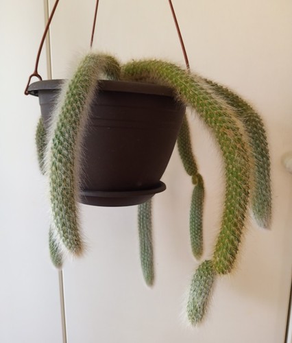Kaktus hildewintera - kaktus,