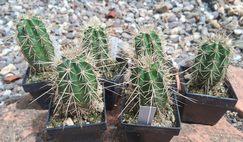 Stück echinocereus rischeri - 2,