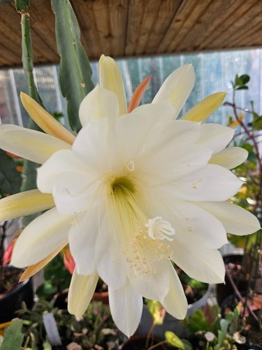 Epiphyllum hybride queen ann - hybride, "queen