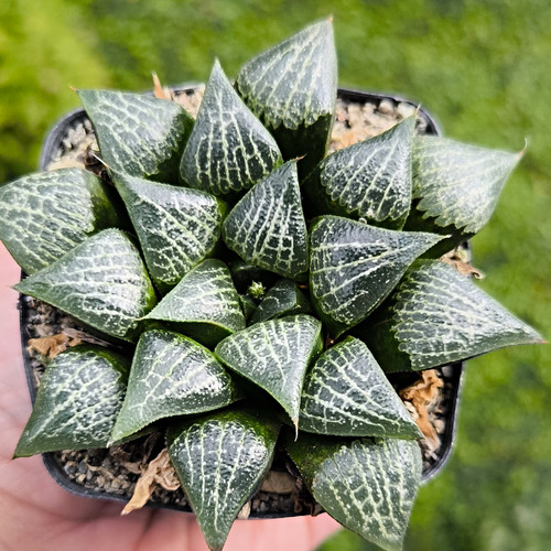 Haworthia hybrid sukkulente - haworthia,