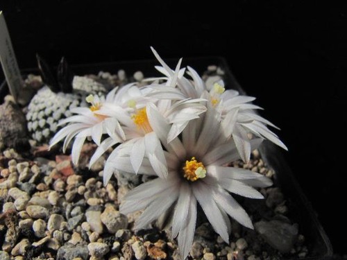Kaktus kakteen turbinicarpus - kaktus,