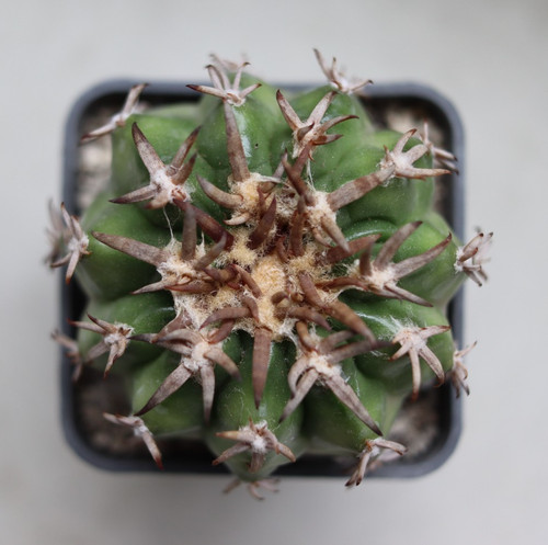 Discocactus ferricola - ferricola, cv