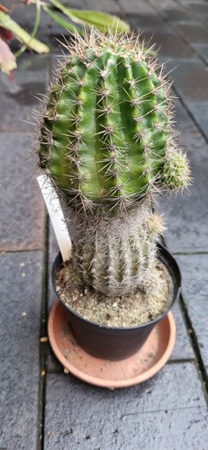 Echinopsis schick hybride - echinopsis,