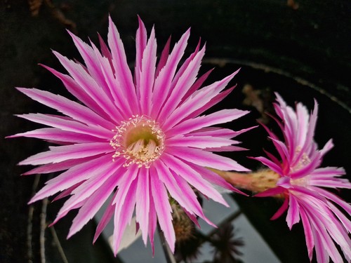 Echinopsis-Trichocereus-Hybrid