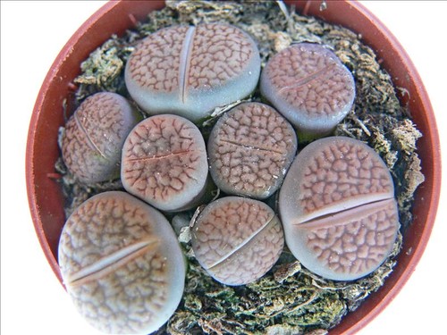 Exotenherz lithops - lithops,