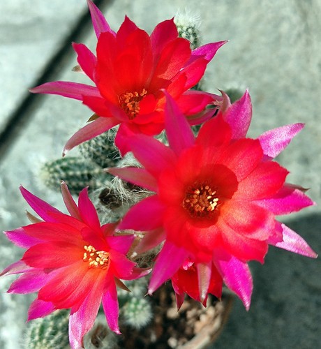 Chamaecereus rügens zwerg - chamaecereus, 10