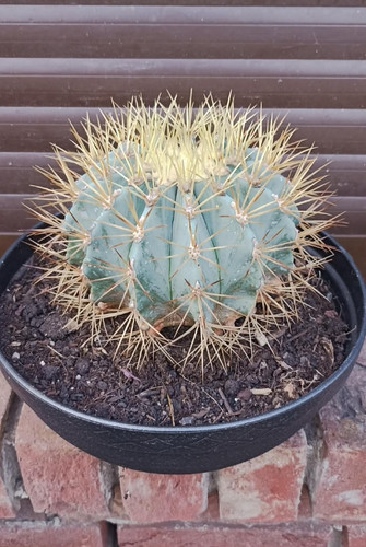 Ferocactus glaucescens - ferocactus,