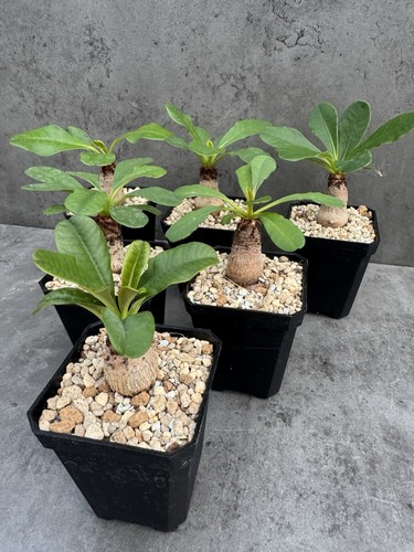 Euphorbia ramena - euphorbia,