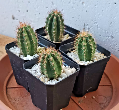 Cereus pachanoi - 4x,
