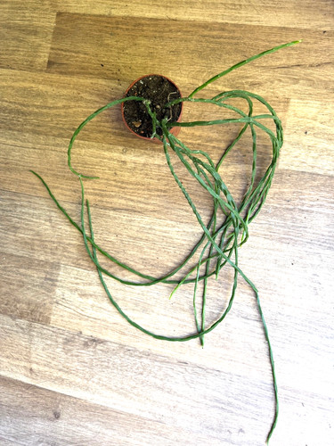 Rhipsalis paradoxa minor - ,