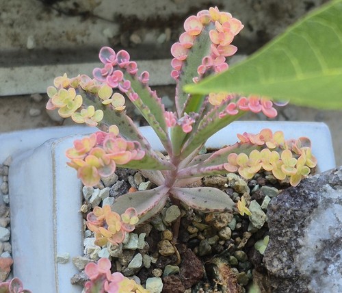 Kalanchoe pink butterfly - kalanchoe, butterfly"