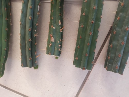 Kakteen als stecklinge - kakteen,