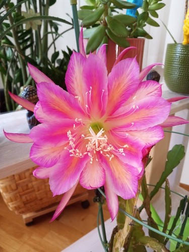 Blattkaktus epiphyllum - blattkaktus,,