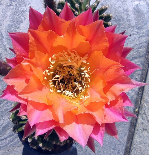 Echinopsis abendsonne cm - 4,