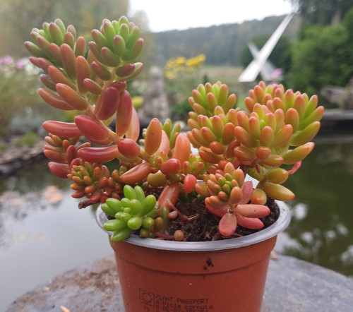 Sedum rubrotinctum topf - sedum,