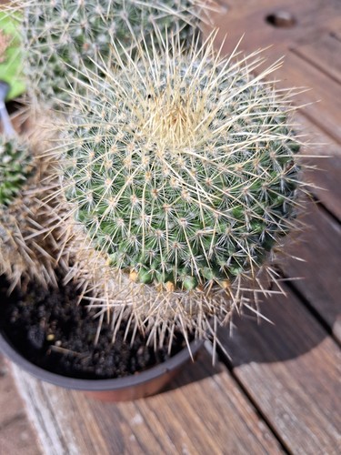 Kakteen,Mammilaria