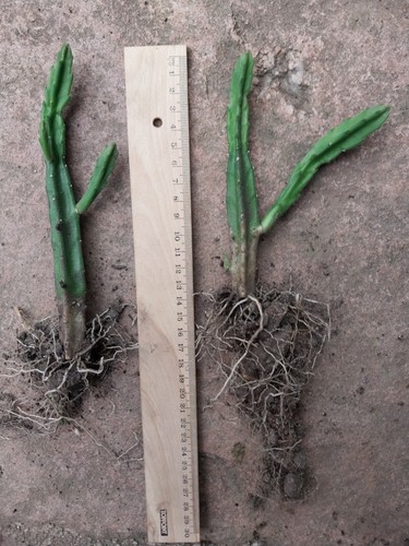 Stapelia leendertziae