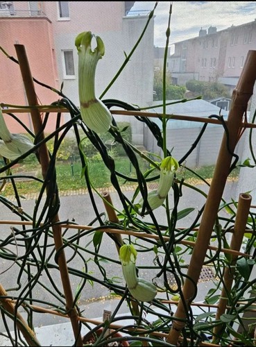 Ceropegia ampiliata - ,