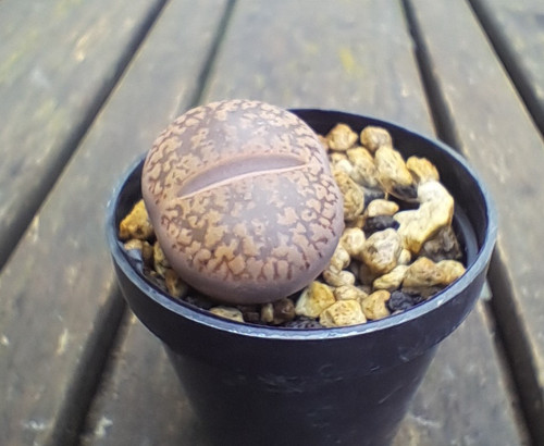 Lithops aucampiae - , –