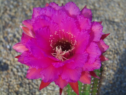 Hybride echinopsis - th,
