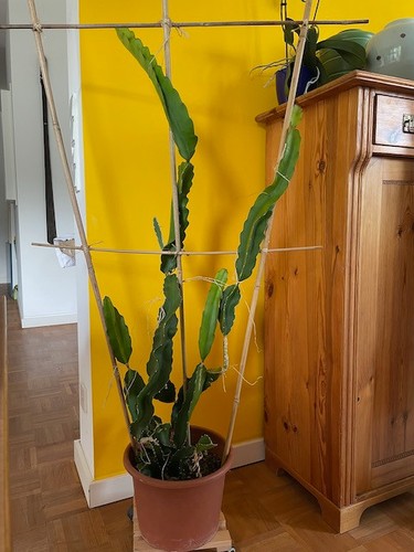 Drachenfruchtkaktus - , /