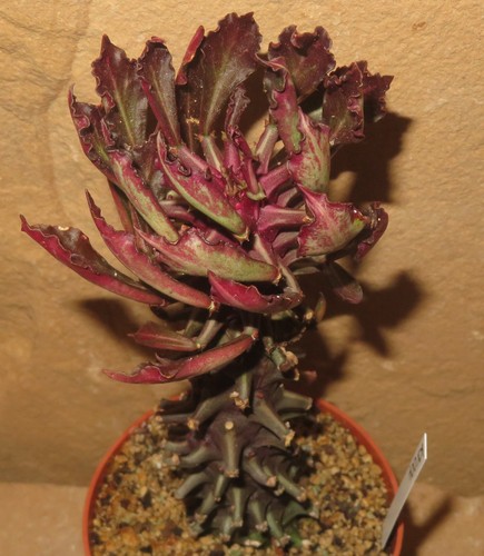 Euphorbia monadenium schubei - euphorbia,