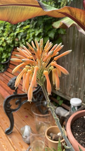 Aloe maculata ableger - maculata,