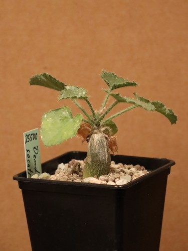 Dendrosicyos socotranus hier - socotranus,