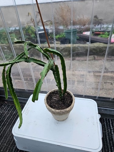 Epiphyllum neue petersen - "neue,