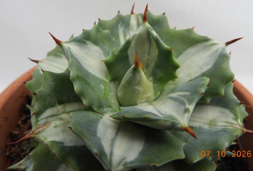 Agave isthmensis mediopicta - agave,