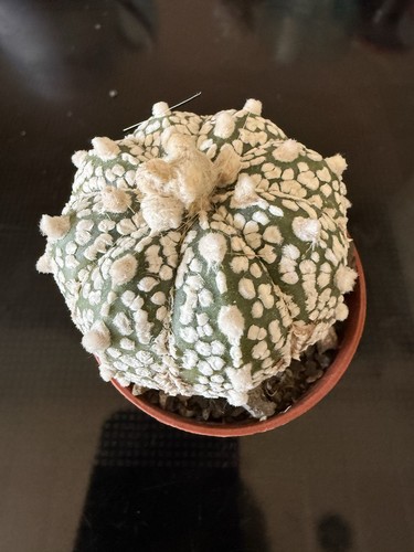 Astrophytum jasenne - z,