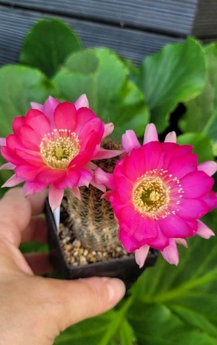 Echinopsis-Chamaecereus-Lobivi