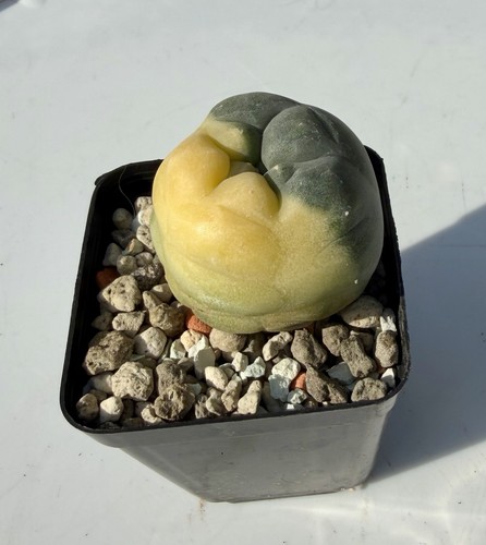 Ariocarpus spec will - ariocarpus,