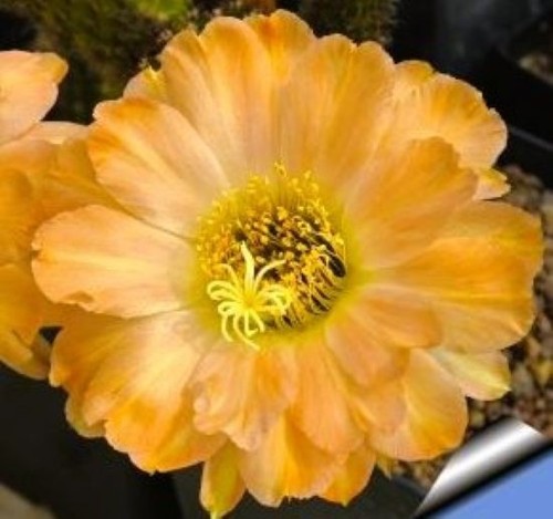 Kakteen trichocereus hybride - kakteen, trichocereus-hybride