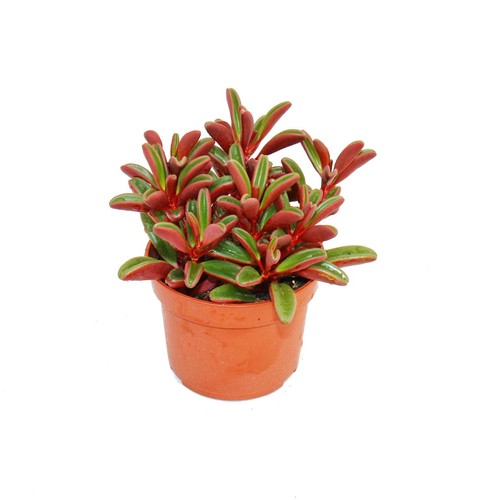 Exotenherz peperomia - exotenherz,
