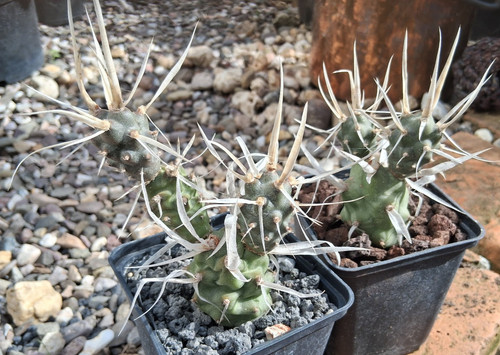Tephrocactus articulatus var