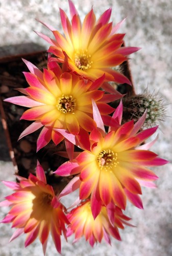 2er set mit chamaecereus - 2er,