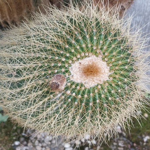 Echinocactus grusonii 51 - grusonii,,