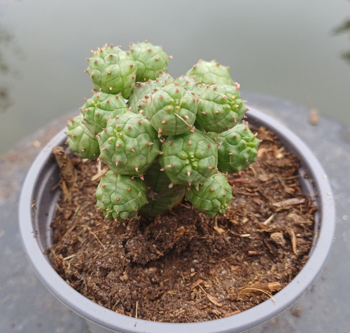 Euphorbia pseudoglobosa - , im