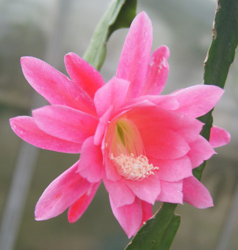 Blattkaktus epiphyllum hybride - epiphyllum,
