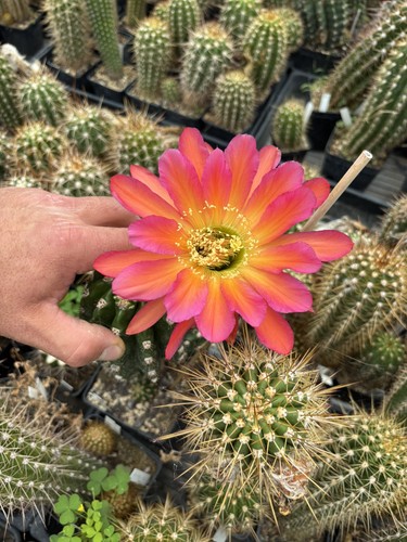 Tricho echinopsis hybryd - tricho,