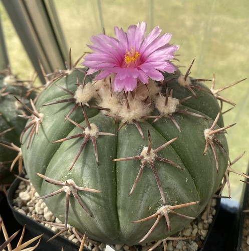 Echinocactus horizonthalonius