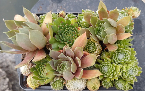 Sempervivum versch sorten - sempervivum,